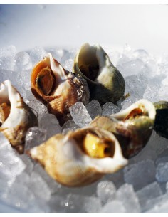 Bouquet de 6 bulots 2