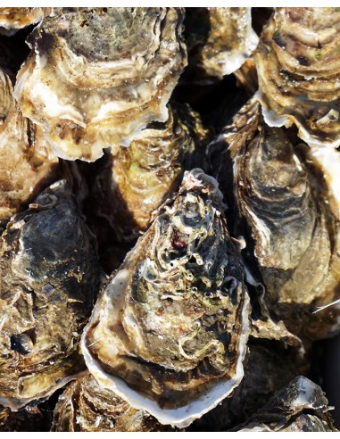 Bourriche 3kg : Huitres  n°2