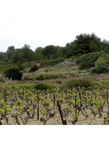 Le Brunch du Saunier