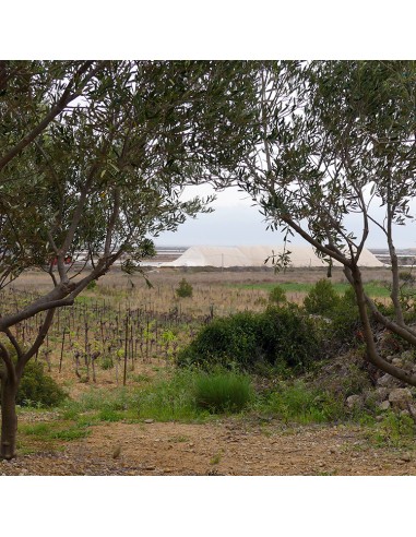 Le Brunch du Saunier